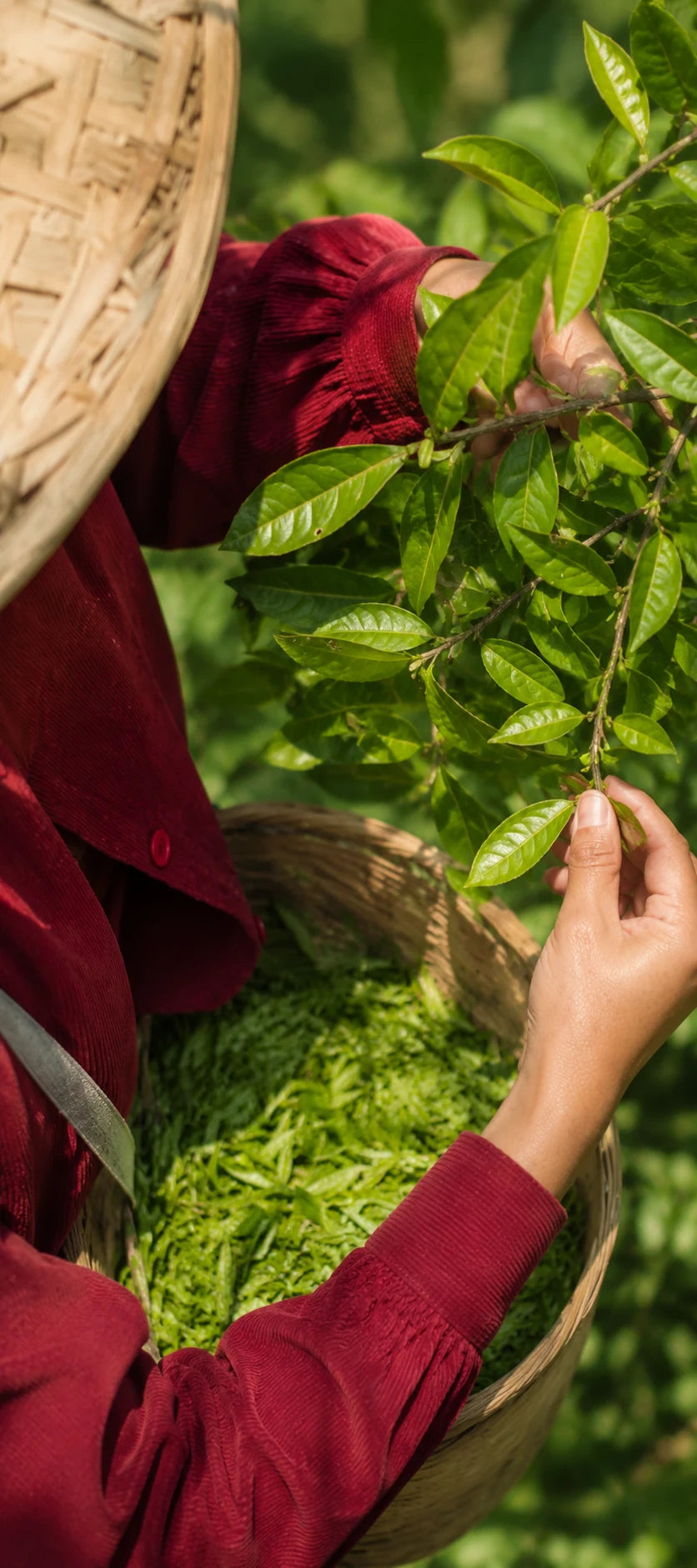 Tea grower hand-picking fresh green leaves into a woven basket for ORTEANA.
