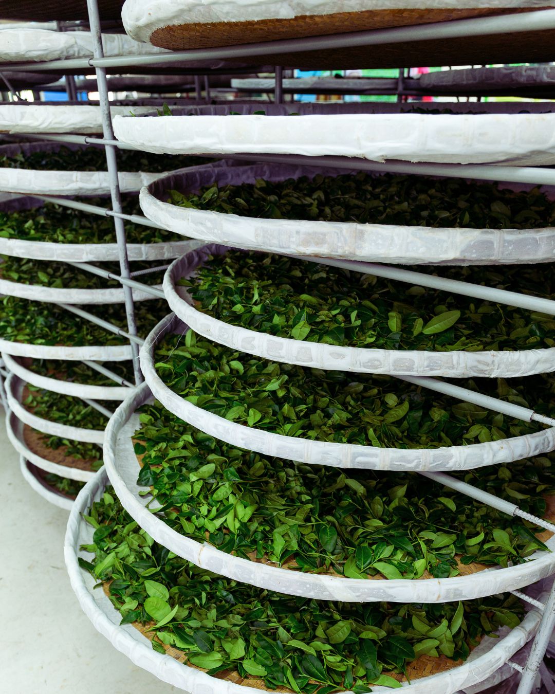 Multiple white circular trays stacked on metal racks, filled with green leaves, photographed in a storage or processing environment.